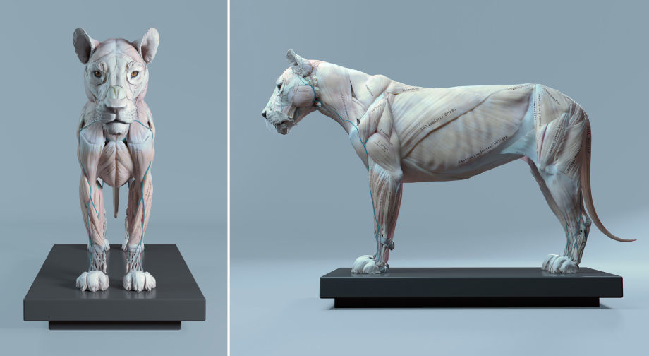 Animal Anatomy Study In Zbrush