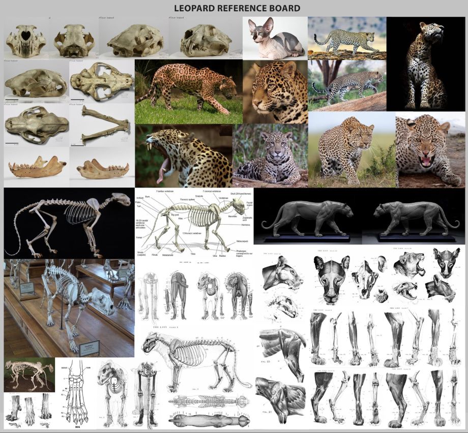 Animal Anatomy Production Guide