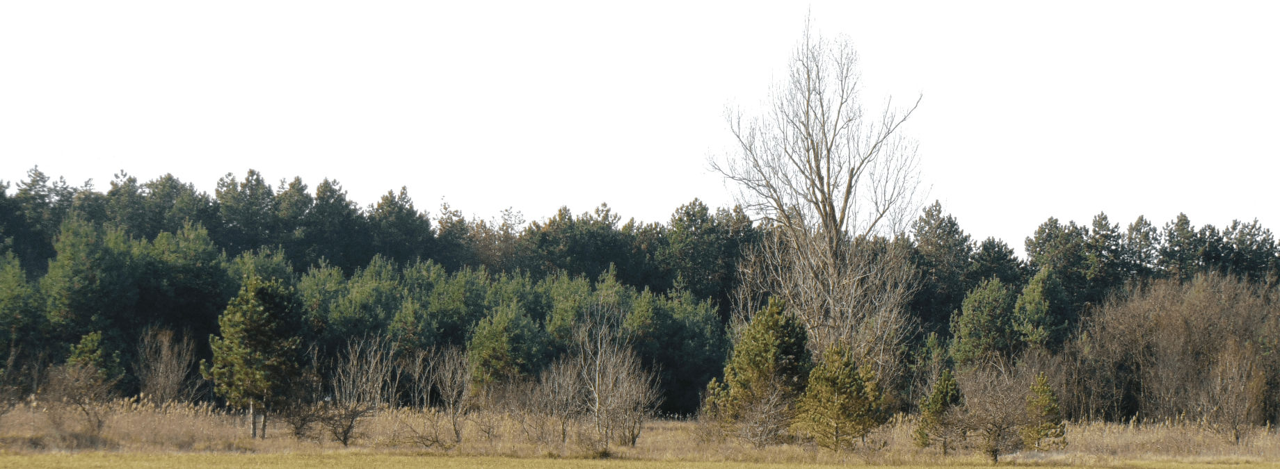 Free Backdrop Treelines Library Available